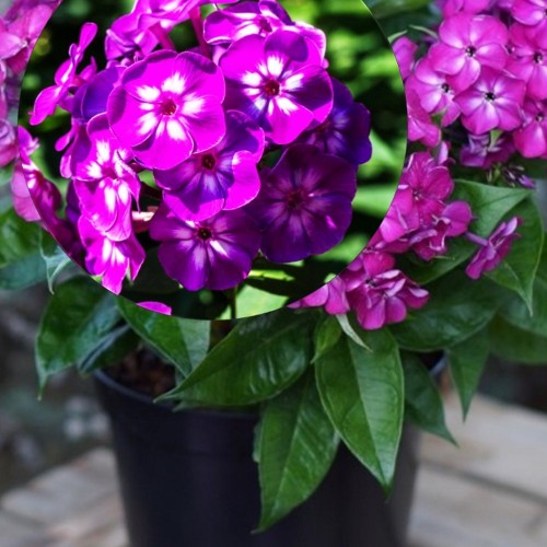 Phlox paniculata 'Adessa® Compact Purple' - Aed-leeklill 'Adessa® Compact Purple' P9/0,55L